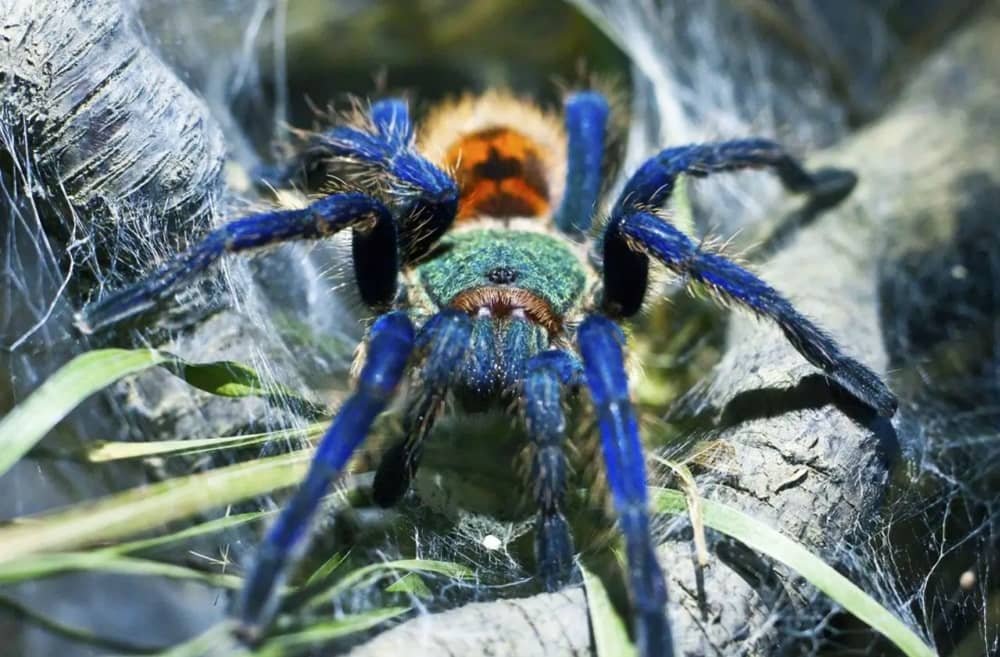 The Intriguing Giants of the Arachnid World, Tarantulas 1 The Intriguing Giants of the Arachnid World, Tarantulas