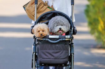 How to Train Your Dog to Feel Comfortable in a Pushchair