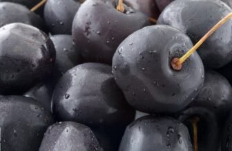 Accounting Software Market Future Prospects Analysis 2026-2035