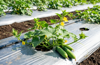 Soil Moisture Management in Africa: Why Mulch Film is a Game-Changing Solution