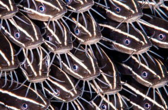 Tulamben Dive – A Complete Human Guide to Bali’s Most Magical Underwater Experience