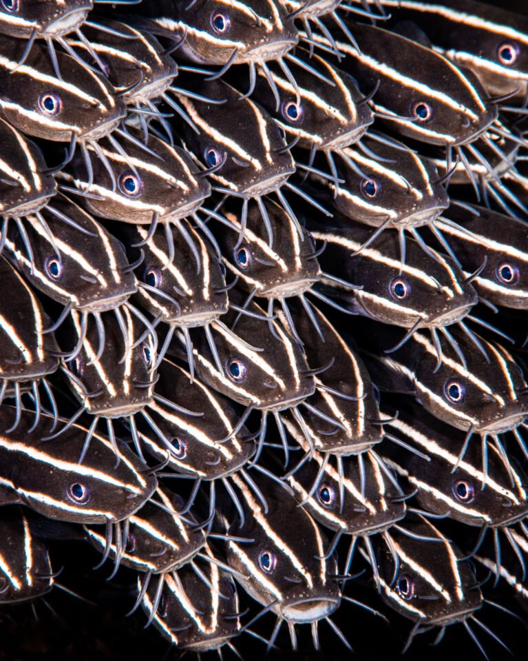Tulamben Dive – A Complete Human Guide to Bali’s Most Magical Underwater Experience