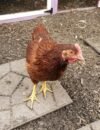 Best Rhode Island Red Chicken Breeders for Healthy Backyard Flocks (2026 Guide)