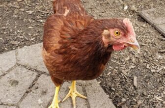 Best Rhode Island Red Chicken Breeders for Healthy Backyard Flocks (2026 Guide)