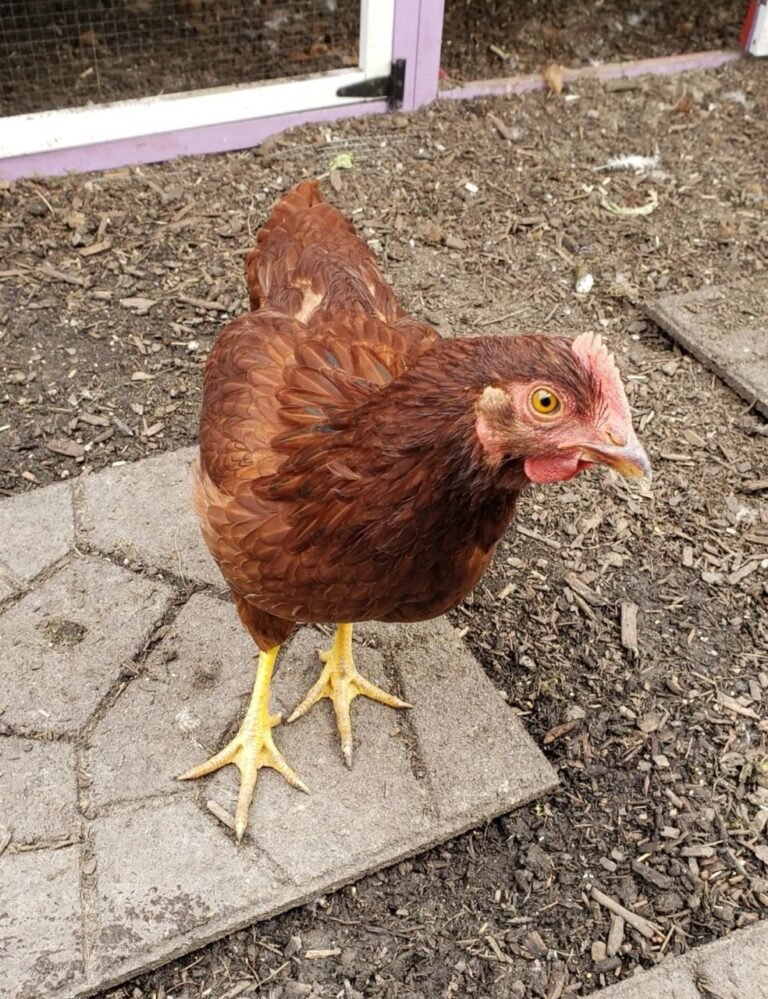 Best Rhode Island Red Chicken Breeders for Healthy Backyard Flocks (2026 Guide)
