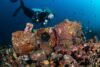 What Makes Tulamben Dive at MIMPI RESORT TULAMBEN So Special