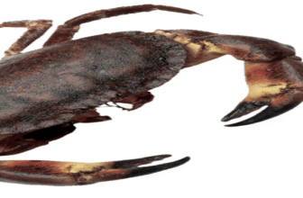 The potential of crab culture as a profitable venture in aquaculture.