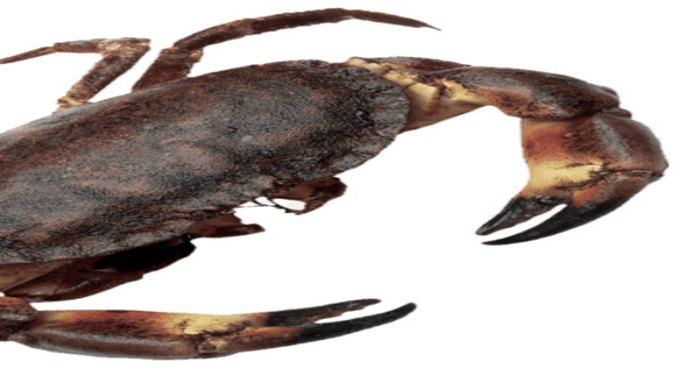 The potential of crab culture as a profitable venture in aquaculture.