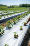 Desert Farming in Africa: Can Mulch Film Make It Possible?