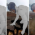 Advanced Program in VFX Compositing and Editing: Understanding the Craft That Shapes Final Visuals