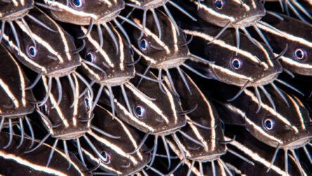 Tulamben Dive – A Complete Human Guide to Bali’s Most Magical Underwater Experience