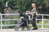 What Is a Dog Stroller and Do You Really Need One?